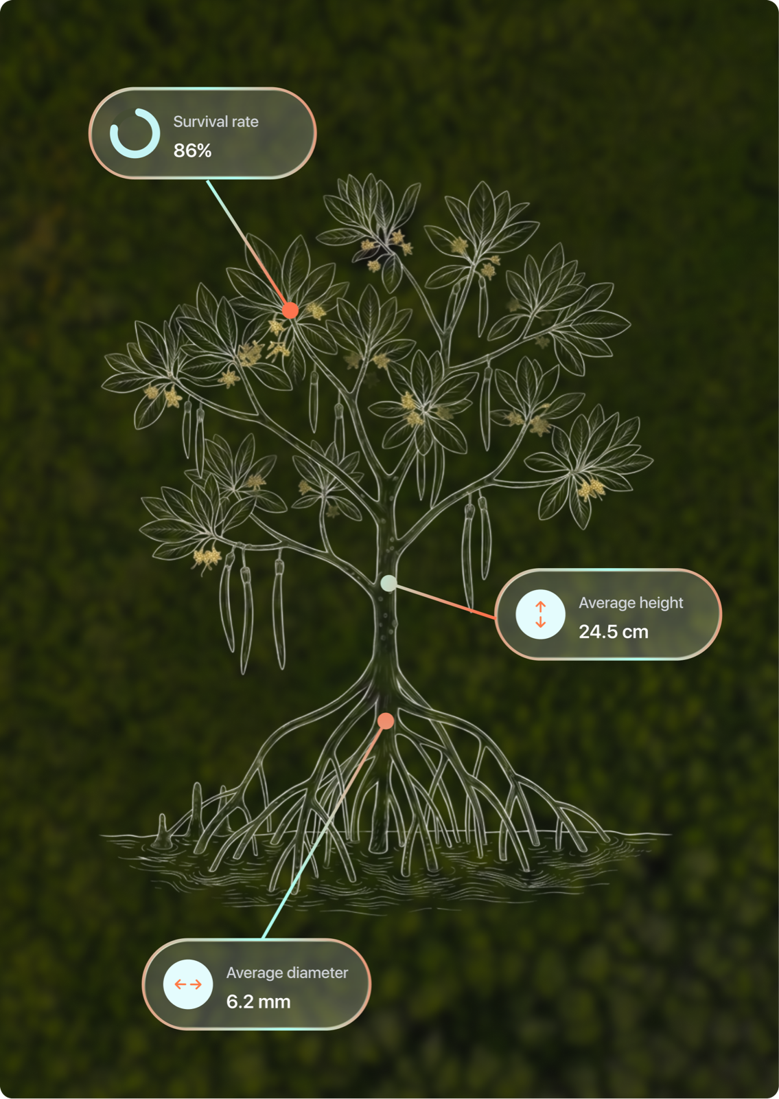 Mangrove tree botanical illustration with simulation annotations: survival rate 86%, average height 24.5 cm, average diameter 6.2 mm